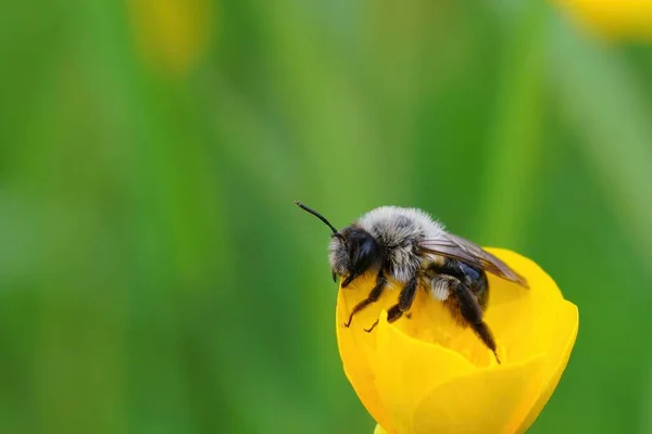 Dişi gri sırtlı maden arısı Andrena vaga, yeşil bulanık bir arka planda, bir çayırlık çiçeğinin üzerinde dinleniyor.