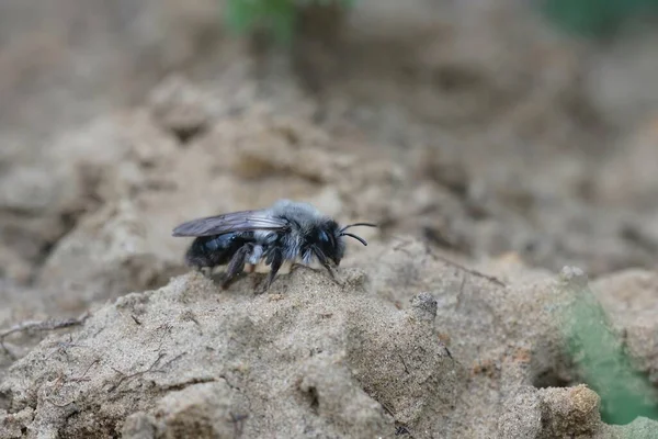 Естественный Крупный План Самки Серой Пчелы Андрены Ваги Сидящей Земле — стоковое фото