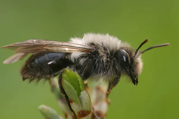 Naturalne Szczegółowe Zbliżenie Samicy Pszczoły Górniczej Szarym Oparciem Andreny Vaga — Zdjęcie stockowe