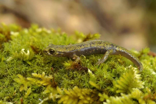 Close Sobre Salamandra Calcária Juvenil Ameaçada Extinção Verde Hydromantes Brunus — Fotografia de Stock