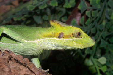 Renkli, yeşil, tırtıklı bir Casquehead iguana 'nın başına yakın plan, Laemanctus longipes.