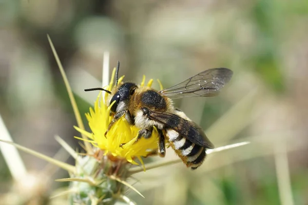Крупным Планом Крупным Планом Крупной Цветной Белой Пчелы Megachile Albisecta — стоковое фото