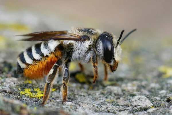 Close Van Een Kleurrijke Grote Witdoorsneden Bladsnijbij Megachile Albisecta Gard — Stockfoto