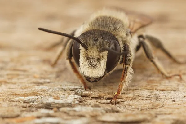 Frontal Detaljerad Närbild Manlig Vit Snittade Blad Bee Megachile Albisecta — Stockfoto