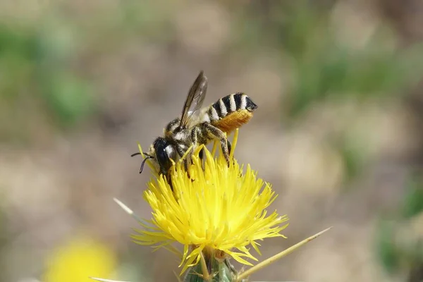 Großaufnahme Einer Großen Farbenfrohen Weißen Schnittbiene Megachile Albisecta Auf Einer — Stockfoto