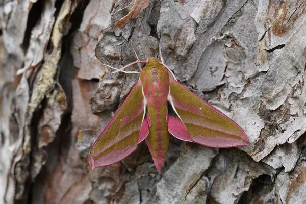 一只五颜六色的粉红象鹰蛾上的衣服 Deilephila Elpenor坐在花园里的树干上 — 图库照片