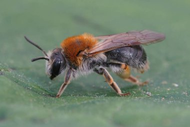 Renkli bir dişi turuncuya yakından çekilmiş. Turuncu kuyruklu maden arısı, Andrena Hemoroa yeşil yapraklı.