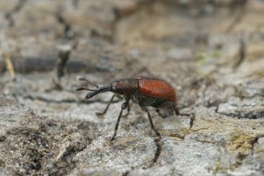 Uzun burunlu küçük bir buğday bitinin detaylı görüntüsü, Tatianaerhynchites aequatus