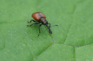 Uzun burunlu küçük bir buğday bitinin detaylı görüntüsü, Tatianaerhynchites aequatus