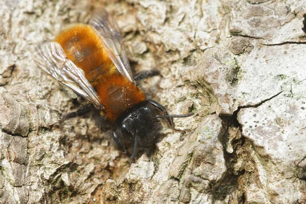 Naturalne Zbliżenie Kolorowego Kobiecego Górnictwa Tawny Andrena Fulva Opalania Się — Zdjęcie stockowe