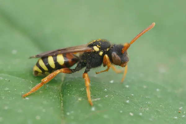 在绿叶上的野田野蜂 是一只红眼雌蜂的详细自然特写 — 图库照片