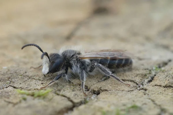 Detaillierte Nahaufnahme Einer Männlichen Bergbaubiene Andrena Ventralis Die Auf Holz — Stockfoto