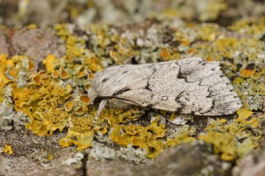 Beyaz bir Miller baykuş güvesi, Acronicta leporina, ahşabın üzerinde oturuyor.