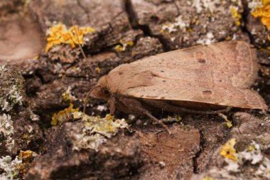 Daha az sarı olan alt kanadın detaylı yakın planında, Noctua yeşil yosunlu bir odun parçası üzerinde gelir.