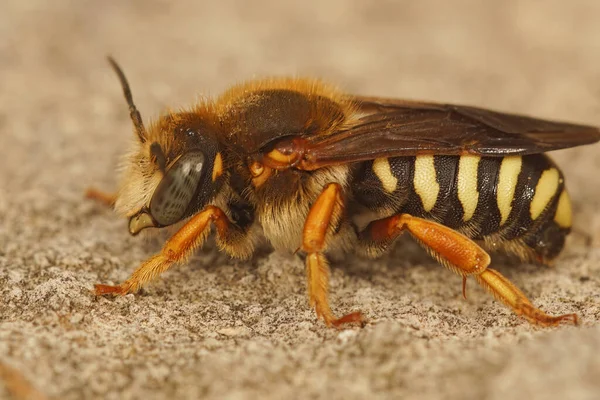 Подробный Крупный План Цветной Одинокой Пчелы Семизубчатой Краснозубой Пчелы Rhodanthidium — стоковое фото