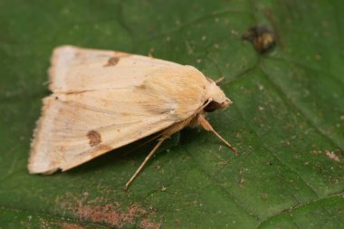 Detailed closeup on the yellow colored Bordered strawmoth, Heliothis peltigera sitting on a green leaf