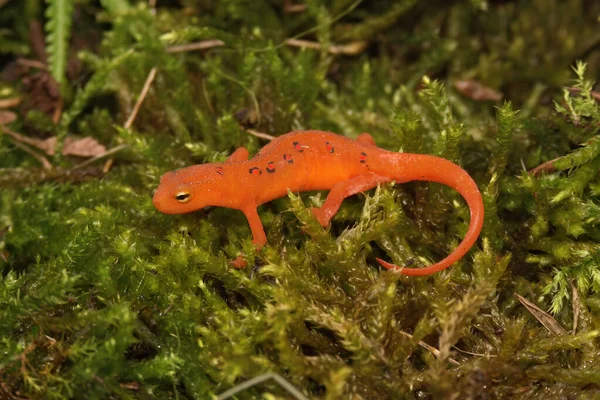 Full Body Closeup Colorful Red Eft Stage Juvenile Red Spotted — Stock Photo, Image