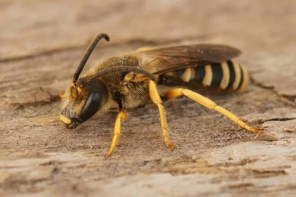 Gedetailleerde Close Foto Van Een Mannetje Grote Banded Furrow Bee — Stockfoto