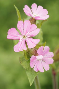 Bahçedeki kırmızı karidesin pembe çiçeğine ya da kedi sineği kır çiçeğine, Silene dioica 'ya renkli bir yakın plan.