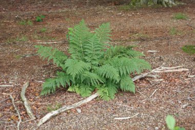 Closeup on an isolated Common lady-fern, Athyrium filix-femina fern in the woods clipart