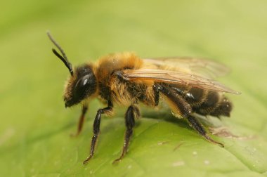 Rengi solmuş dişi maden arısı Andrena Nitida yeşil bir yaprağın üzerinde oturuyor.