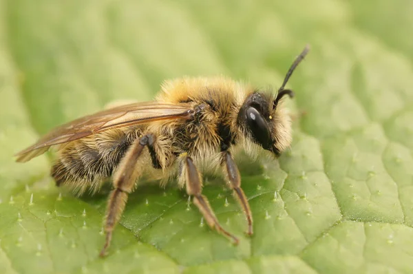 Szczegółowe Zbliżenie Owłosionej Brązowej Samicy Mała Pszczoła Górnicza Andrena Praecox — Zdjęcie stockowe