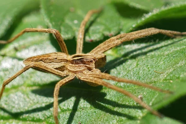 Φυσικό Κοντινό Πλάνο Μιας Αράχνης Φυτώριο Pisaura Mirabilis Ένα Πράσινο — Φωτογραφία Αρχείου