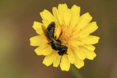 Panurgus banksianus adında küçük, karanlık ve yalnız bir arıya doğal olarak yakın plan, sarı bir çiçeğin üzerinde oturuyor.