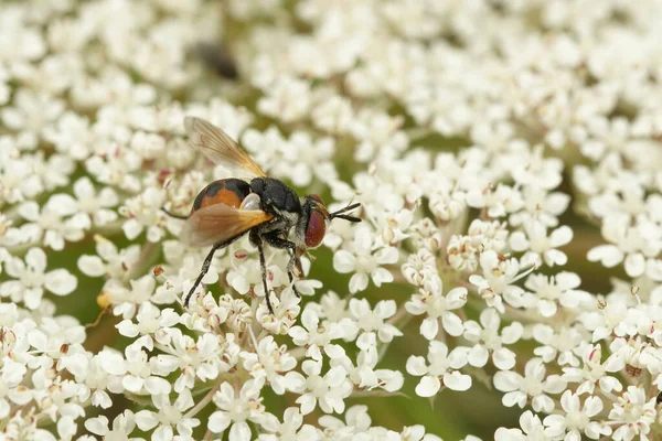 stock image Natural closeup on a small Tachinid fly, Gymnosoma nudifrons sitting on white flower