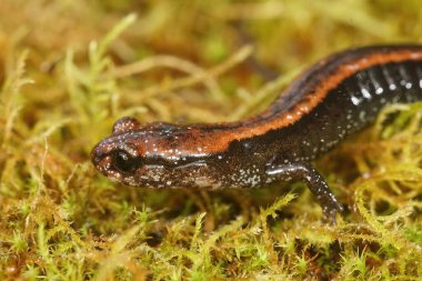 Kuzey Kaliforniya 'da nesli tükenmekte olan Del Norte Semenderi Plethodon Uzunluğu' na doğal olarak yakın çekim.