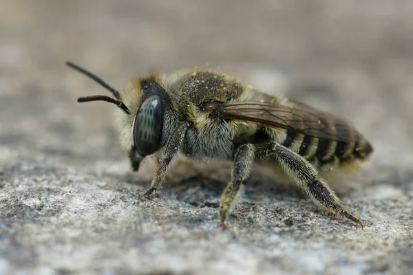 Bir Taşın Üzerinde Oturan Dişi Megachile Pilidens Detaylı Bir Görüntüsü — Stok fotoğraf