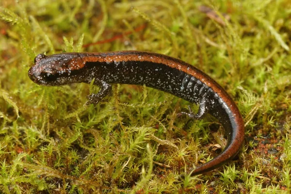 Naturlig Närbild Färgstark Röd Juvenil Den Hotade Del Norte Salamander — Stockfoto