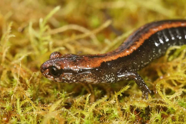 Natürliche Nahaufnahme Auf Einem Juveil Des Gefährdeten Del Norte Salamander — Stockfoto