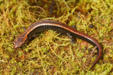 Kuzey Kaliforniya 'da nesli tükenmekte olan Del Norte Semenderi Plethodon Uzunluğu' na doğal olarak yakın çekim.