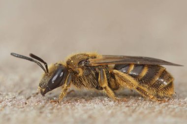 Bir dişi arıya yakından bakın, Lasioglossum kalseatum bir taşın üzerinde oturuyor.