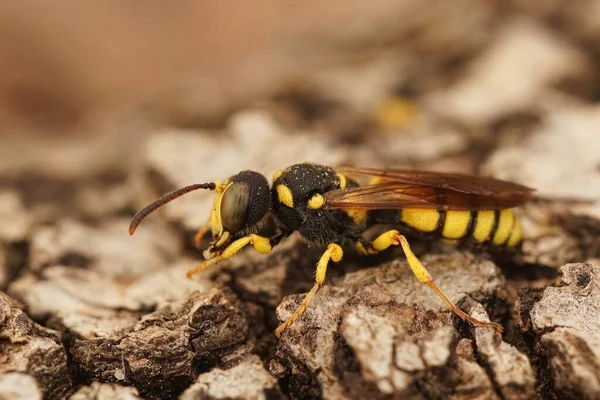 蜂を殺す華やかな尾の指のワスプのクローズアップショット Cerceris Rybyensisは木の上に座って — ストック写真