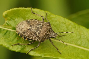 Yaprağın üzerinde oturan Rhaphigaster nebulosa adlı Avrupalı bir kalkanböceğinin doğal yakın çekimi
