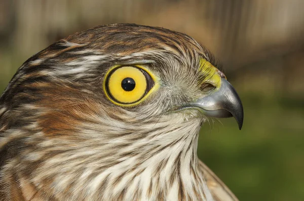Gedetailleerde Close Het Hoofd Van Een Europese Sparrowhawk Accipiter Nisus — Stockfoto