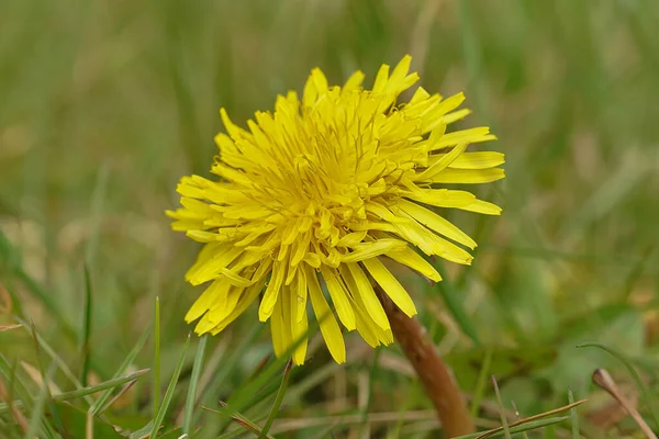 Naturalne Zbliżenie Żółty Kwiat Mniszka Lekarskiego Taraxacum Officinale Polu — Zdjęcie stockowe