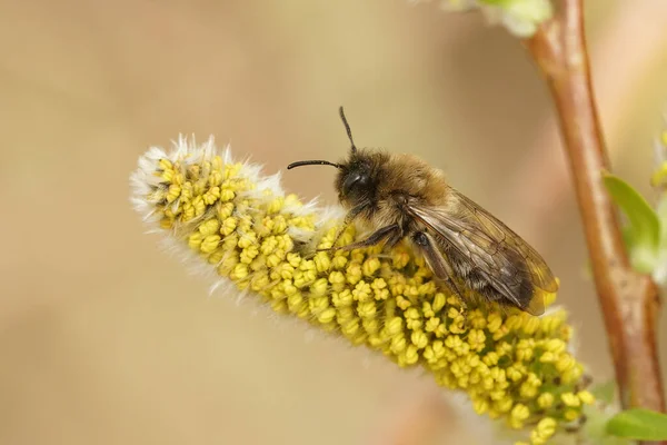 Naturalne Zbliżenie Zagrożonej Samicy Nycthemeral Górnik Samotny Pszczoła Andrena Nycthemera — Zdjęcie stockowe