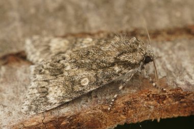 Kavak grisi, ahşap üzerindeki akonicta megacephala 'nın detaylı yakın çekimi