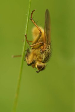 Sarı bir gübre sineğinin dikey görüntüsü, Scathophaga sterkoraria yeşil arka planda.