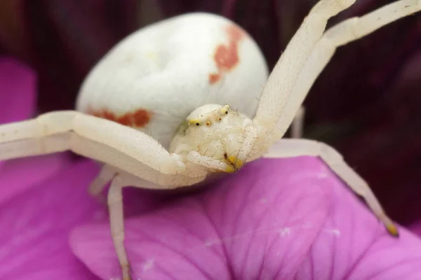 Φυσικό Πολύχρωμο Closeup Ένα Κοινό Χρυσό Λουλούδι Καβούρι Αράχνη Misumena — Φωτογραφία Αρχείου