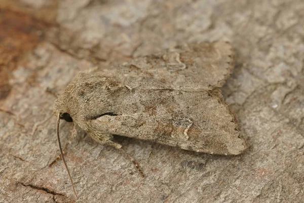 Φυσική Closeup Στο Rustic Shoulder Knot Owlet Moth Apamea Sordens — Φωτογραφία Αρχείου