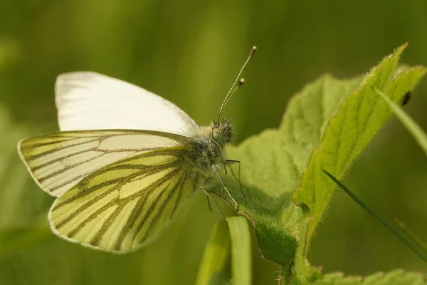 緑の葉の上に座って 緑の翼を持つ緑の翼の白い蝶 ピアス — ストック写真