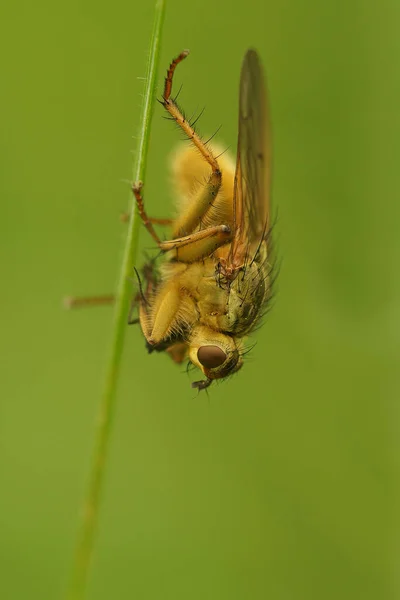 Detailed Vertical Closeup Yellow Dung Fly Scathophaga Stercoraria Green Background — Stock Photo, Image