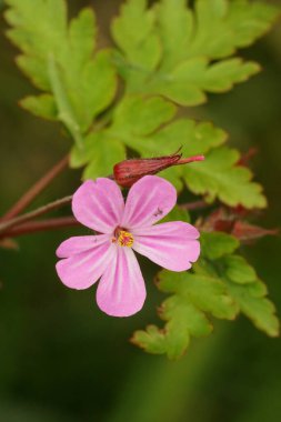 Yeşil yapraklarla çevrili güzel pembe Herb Robert çiçeği Geranium Robertianum 'un dikey yakın çekimi.
