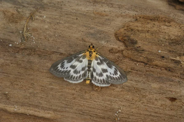 Closeup Detalhado Colorido Branco Marrom Laranja Pequena Mariposa Anania Hortulata — Fotografia de Stock