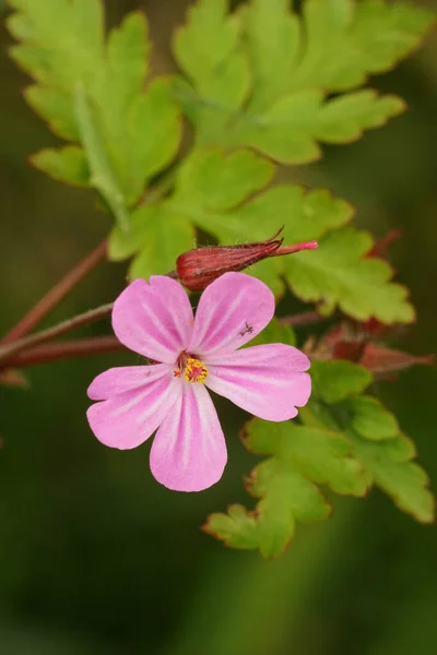 Κάθετη Κοντά Ένα Όμορφο Ροζ Herb Robert Λουλούδι Geranium Robertianum — Φωτογραφία Αρχείου