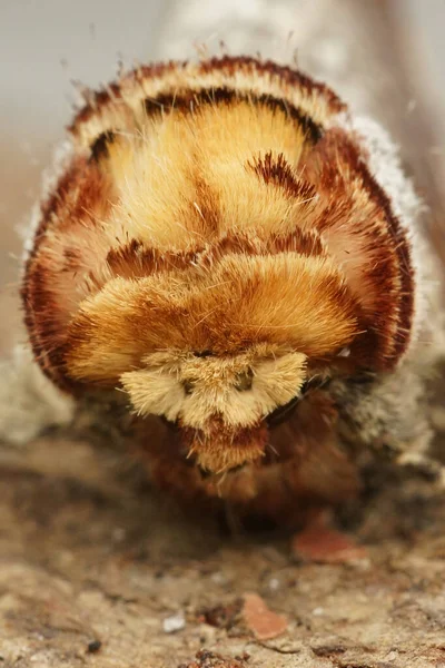 Phalera Bucephala — 스톡 사진